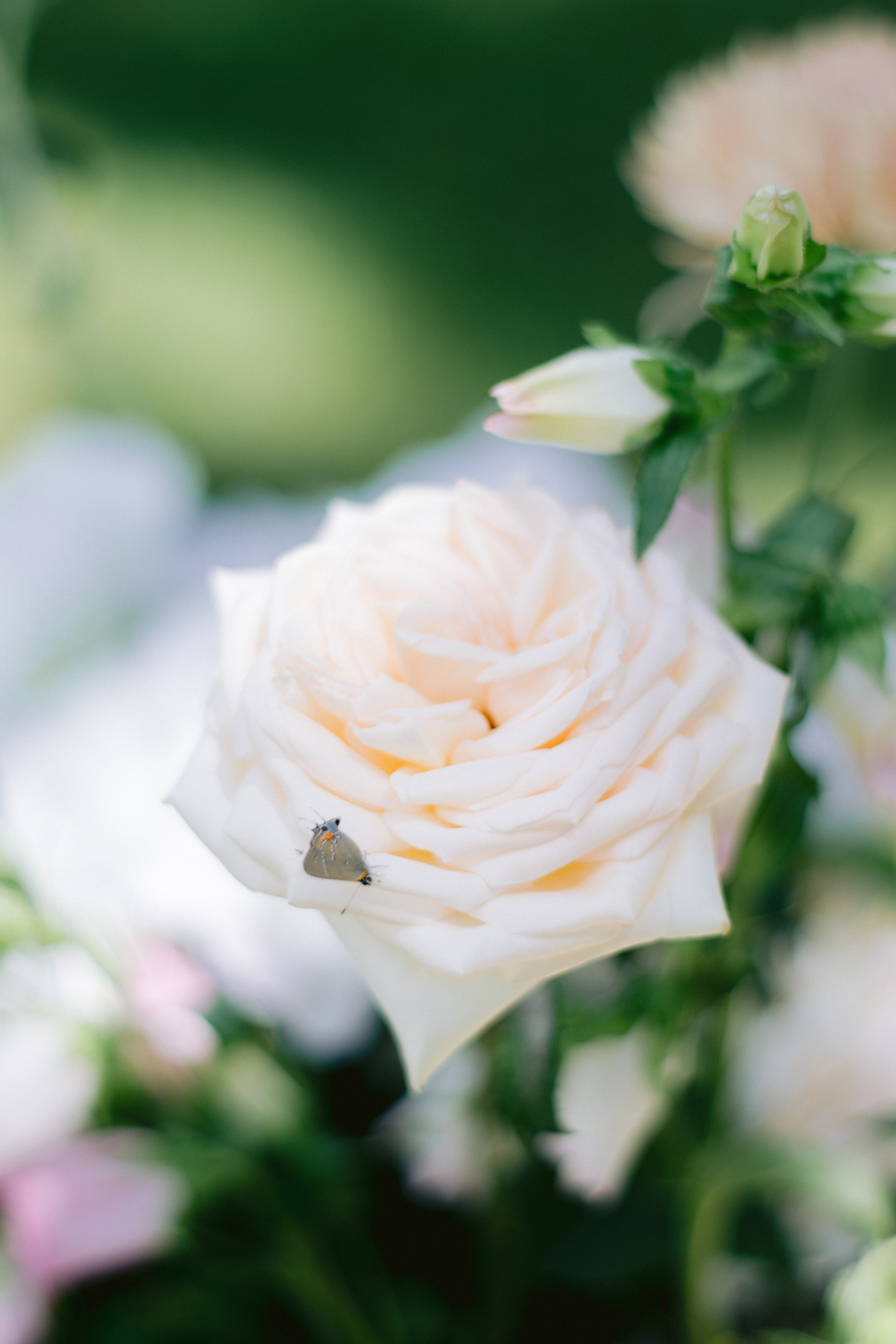 pink rose on branch